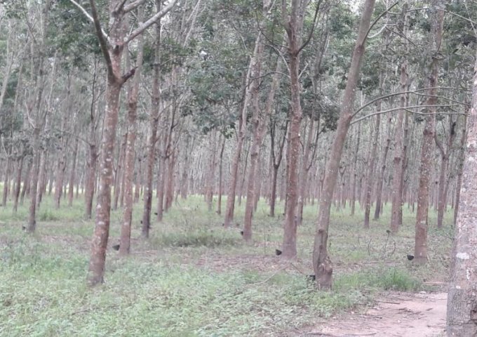 Cần bán vườn cao su diện tích 148 ha tại Lộc Hòa- Lộc Ninh- Bình Phước