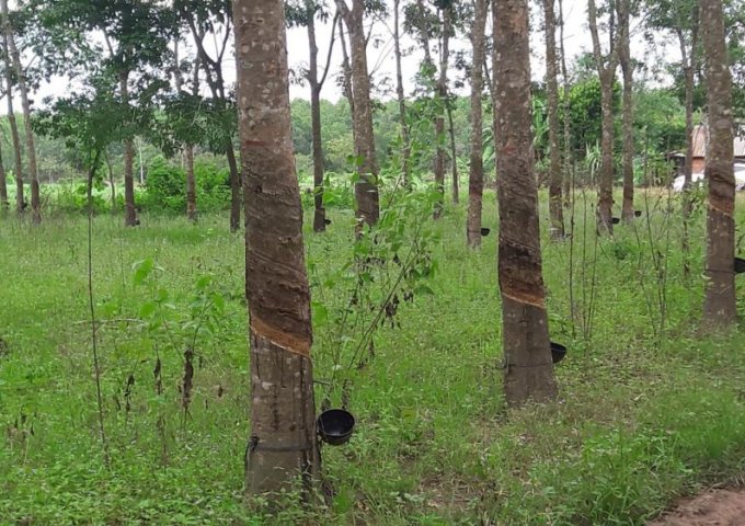 Cần bán vườn cao su diện tích 150 ha tại Lộc Thạnh- Lộc Ninh- Bình Phước