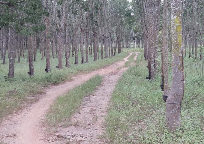 Bán vườn cao su 750 ha tại Cư Jút, Đắk Nông, giá 97 tỷ, LH 0865860853