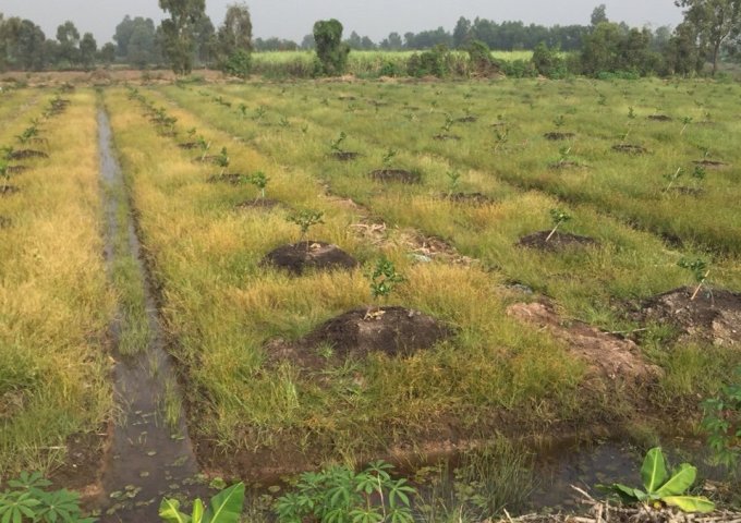 Bán nhanh lô đất thuộc Ấp 3 xã Tân Thành, huyện Thủ Thừa, Long An 