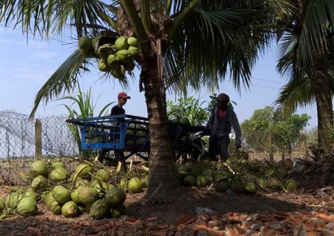 Bán vườn dừa dứa 1.200 gốc dừa đang thu hoạch 40 tr/th, DT: 15.500m2, 4.1 tỷ