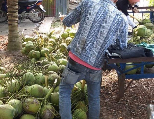 Bán vườn dừa dứa 1.200 gốc dừa đang thu hoạch 40 tr/th, DT: 15.500m2, 4.1 tỷ