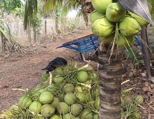 Bán vườn Dừa Dứa 15.500m2, có 1.200 gốc Dừa, đang thu hoạch 40 tr/tháng, 4.1 tỷ