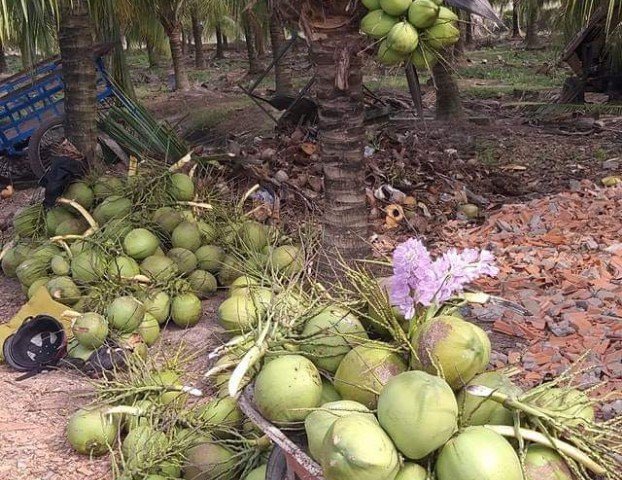 Bán vườn Dừa Dứa 15.500m2 – có 1.200 gốc dừa đang thu hoạch 40tr/tháng – 4.1 tỷ
