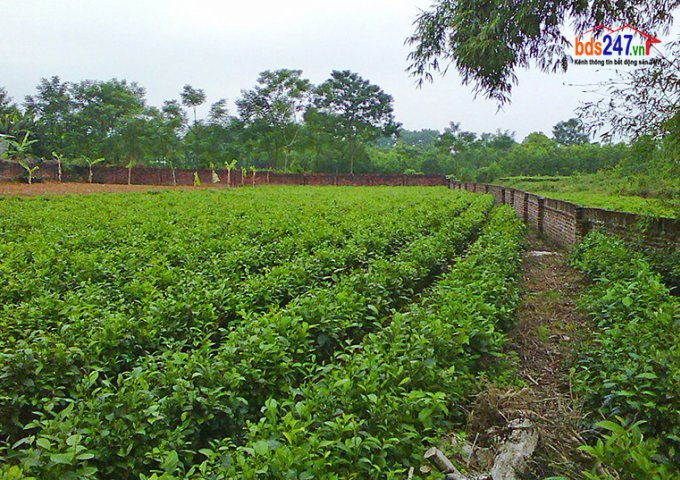 Bán đất sổ đỏ chính chủ tại xã Phúc Thuận, Phổ Yên, Thái Nguyên