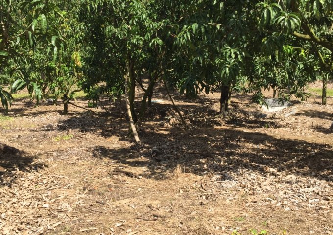 Bán 35000m2 đất KCN Suối Dầu, KCN Trảng É - Suối Tân - Cam Lâm - Khánh Hòa