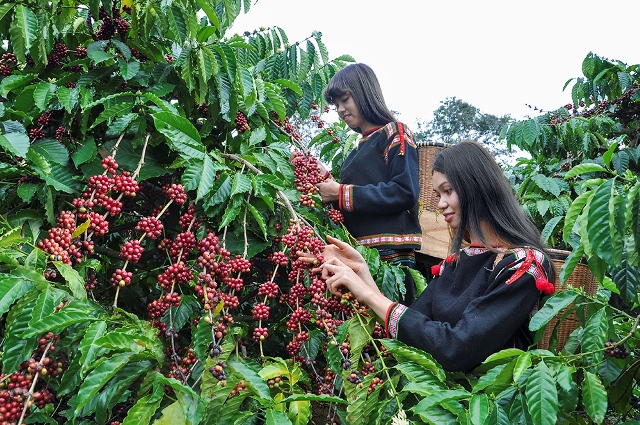 Bán gấp 5ha đất rẫy cafe đang thu hoạch tại Nâm Nung – Krông Nô – Tỉnh Đắk Nông