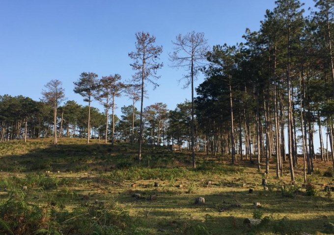 Bán đất tại Đường Bi-Doup, Lạc Dương,  Lâm Đồng diện tích 12000m2  giá 4.5 Tỷ