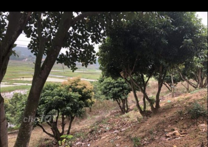 Bán trang trại, khu nghỉ dưỡng tại Đường 10, Quảng Yên,  Quảng Ninh diện tích 14000m2  giá 1 Tỷ