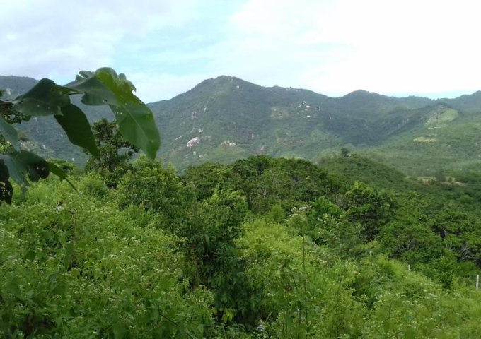 Bán 20.000m2 hoặc 1 phần đất trên núi view biển P. Ba Ngòi, TP Cam Ranh Khánh Hòa