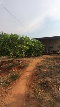 Cần cho thuê 6 hecta đất điều tại ấp 7 xã Thống Nhất huyện Bù Đăng tỉnh Bình Phước