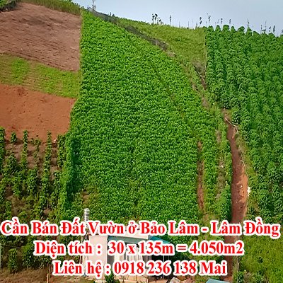 Cần Bán Đất Vườn ở Bảo Lâm - Lâm Đồng
