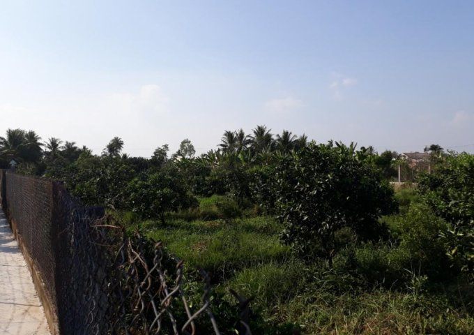 Cần tiền bán 3 công đất vườn bưởi xã Song Bình huyện Chợ Gạo