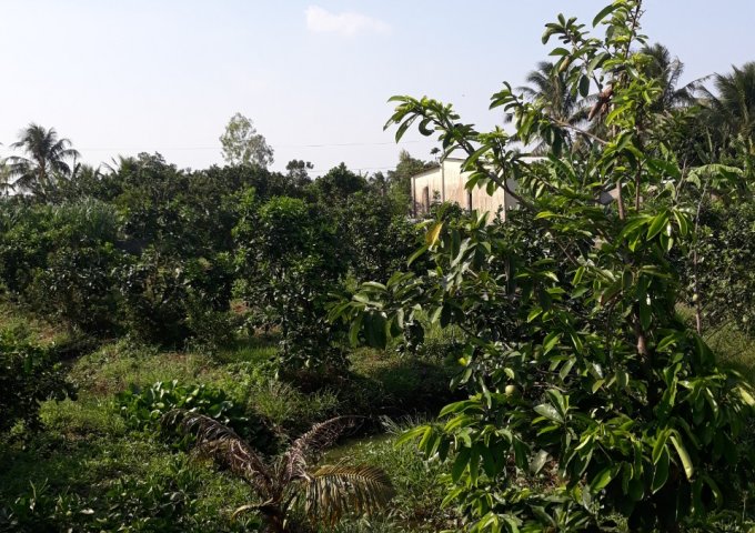Cần tiền bán 3 công đất vườn bưởi xã Song Bình huyện Chợ Gạo