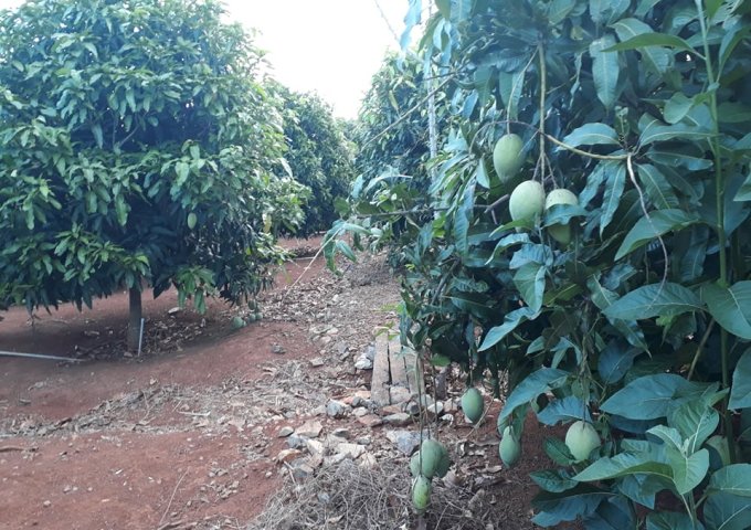 Bán vườn cây ăn trái tại Đường 765, Đất Đỏ,  Bà Rịa Vũng Tàu, cách TP Bà Rịa 10p đi xe, gần KCN Châu Đức,  diện tích 10,375m2  giá 13 Tỷ