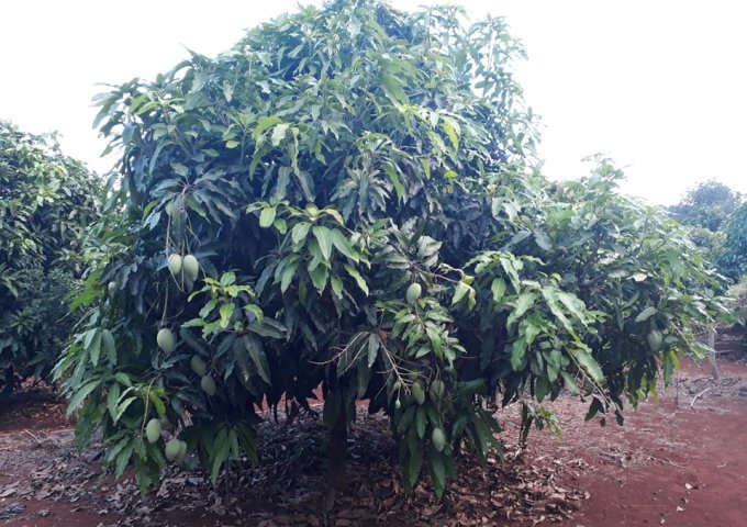 Bán vườn cây ăn trái tại Đường 765, Đất Đỏ,  Bà Rịa Vũng Tàu, cách TP Bà Rịa 10p đi xe, gần KCN Châu Đức,  diện tích 10,375m2  giá 13 Tỷ