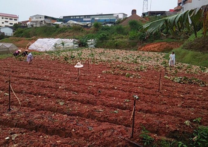 ✅✅✅Cần bán đất nông nghiệp ngay trung tâm thị trấn Lạc Dương tỉnh Lâm Đồng
