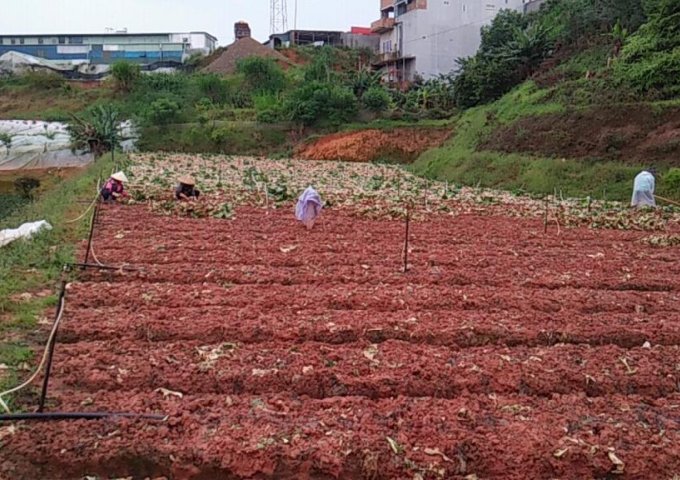 ✅✅✅Cần bán đất nông nghiệp ngay trung tâm thị trấn Lạc Dương tỉnh Lâm Đồng