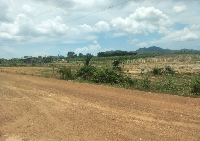 Bán đất gần Quốc lộ 1A Hàm Tân - Bình Thuận giá chỉ 290tr/1000m2 . 