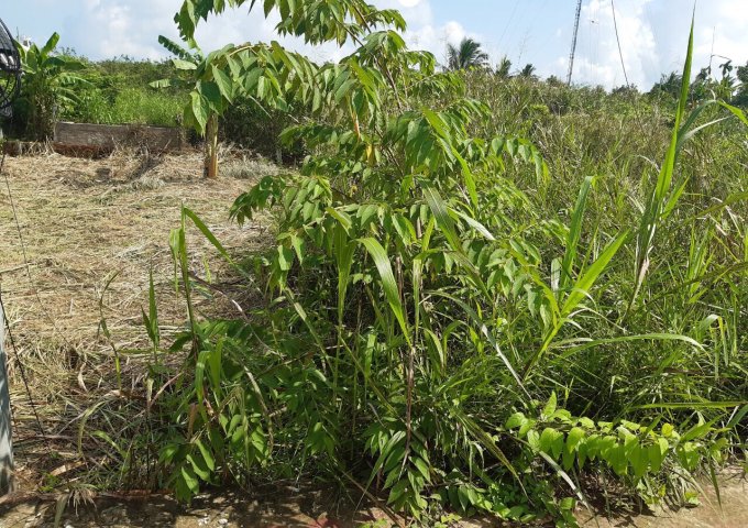 Bán nền giá rẻ gần cầu Ông Tim đường Trương Vĩnh Nguyên quận Cái Răng