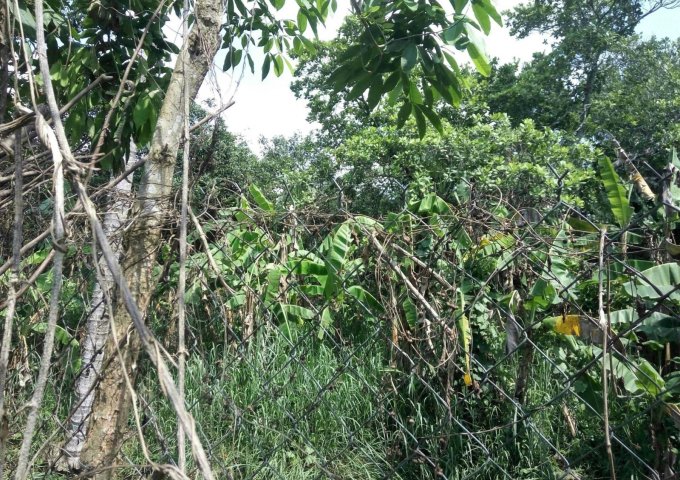 ấp Hưng Nghĩa xã Hưng Lộc huyện Thống Nhất tỉnh Đồng Nai. TÔI BÁN ĐẤT