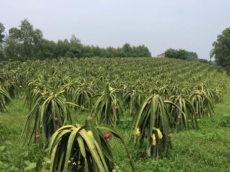 Bán đất vườn thanh long mặt tiền đường xã Tân Nghĩa - Bình Thuận