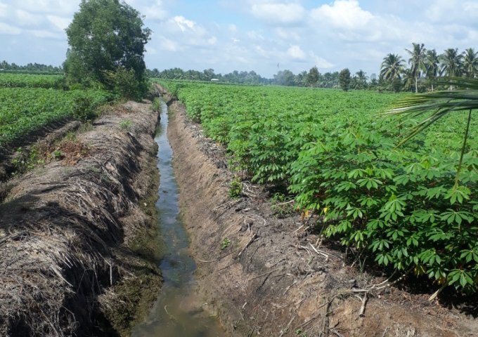 Bán đất trồng mì xã Tân Thành, Thủ Thừa, Long An