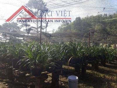 Chính chủ bán nhà đất trang trại -xã Lộc Châu - TP Bảo Lộc - Bảo Lâm - Lâm Đồng