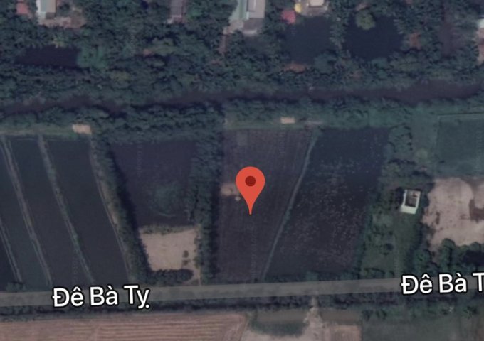 Cần bán đất trồng cây lâu năm tại đường Bà Tỵ, xã Tân Nhựt, huyện Bình Chánh, HCM