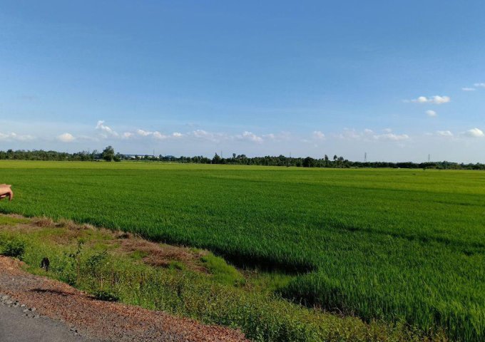 Bán đất trồng lúa nước lên thổ cư Lợi Thuận, Bến Cầu, Tây Ninh