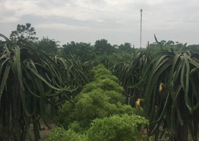 BÁN ĐẤT NÔNG NGHIỆP CHÍNH CHỦ THÔN YÊN LỘC 1, HOÀNG KHAI,YÊN SƠN, TUYÊN QUANG.