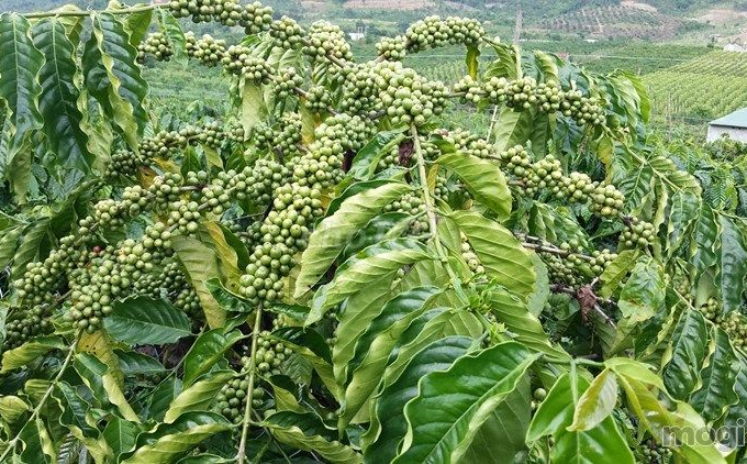 Cần bán rẫy cà phê trồng xen hồ tiêu diện tích 9ha