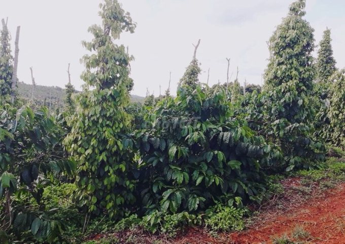 Cần bán rẫy cà phê trồng xen hồ tiêu diện tích 9ha