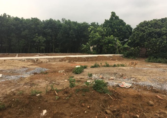 Siêu rẻ!!! BÁN ĐẤT tại trung tâm Trâu Quỳ, LH: 0399643640 