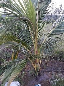 Chính chủ cần bán lô đất ở tổ 13, phường Hòa Nghĩa, Quận Dương Kinh, thành phố Hải Phòng