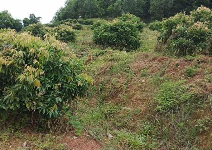 Cần bán đất nông nghiệp tặng nhà tại xã Yên Định, huyện Sơn Động, tỉnh Bắc Giang, giá đầu tư