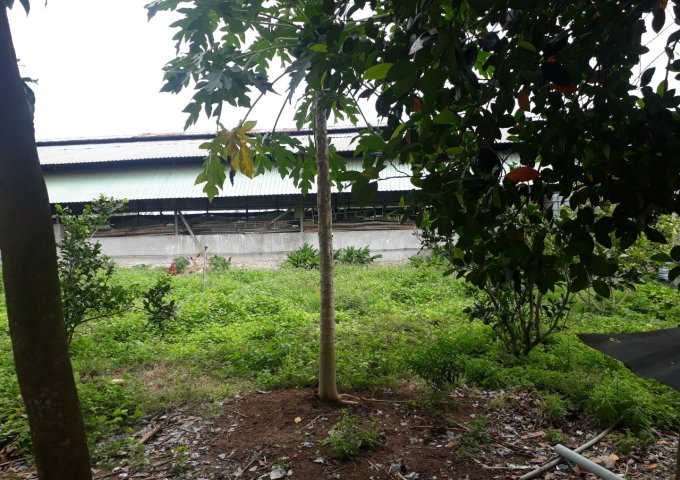 Bán rẻ lô đất 2,4 ha thích hợp để ở và làm trang trại thị xã Phú Mỹ