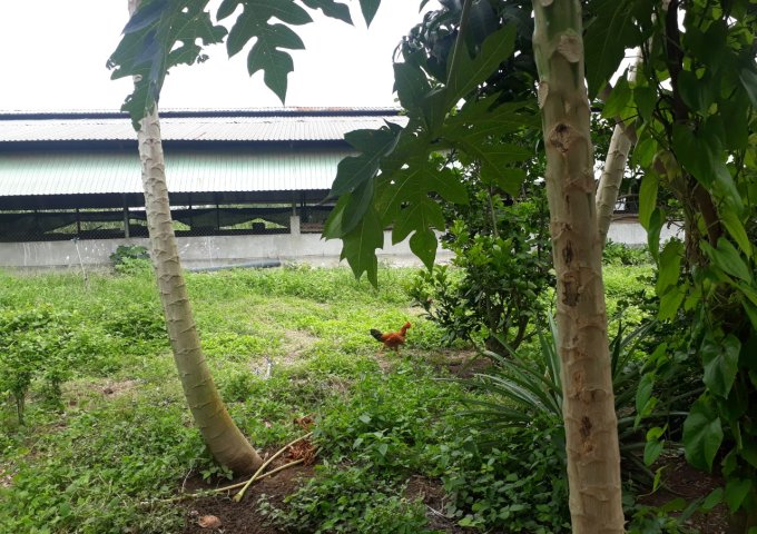 Bán rẻ lô đất 2,4 ha thích hợp để ở và làm trang trại thị xã Phú Mỹ