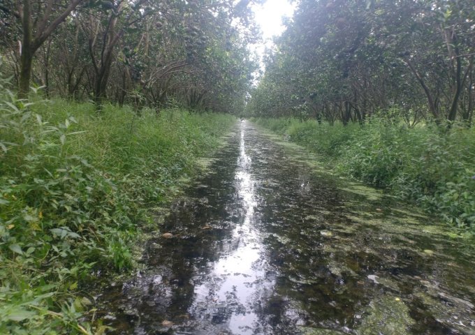 Bán 39 công đất đang trồng cam và mít thái đang thu hoạch  trên tuyến đường về xã Đông Phước (Đường Cầu Dừa) giá 12 tỷ  - Lh 0986184837 Sương Đất nằm