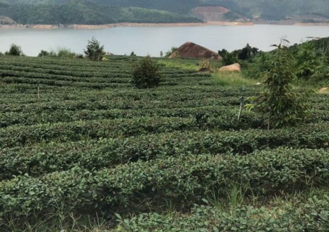 Cần bán 36 hec đất tại xã Lộc Tân , Huyện Bảo Lâm , Lâm Đồng
