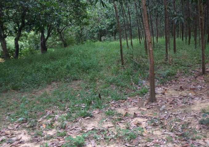 Cần bán 36 hec đất tại xã Lộc Tân , Huyện Bảo Lâm , Lâm Đồng