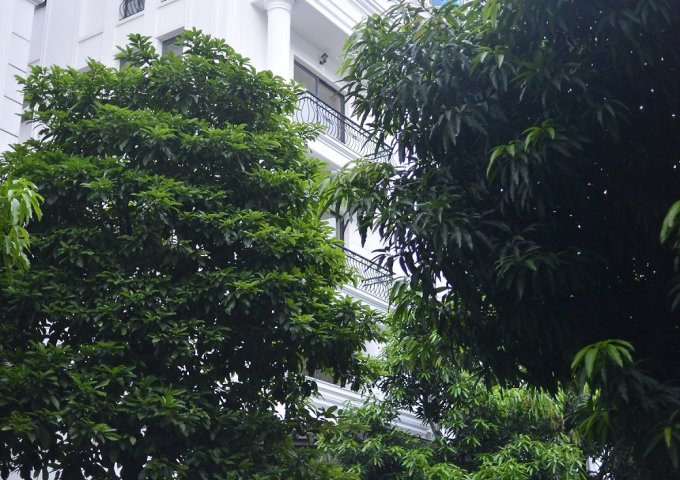 Chính chủ cho thuê biệt thự làm văn phòng tại KĐT Văn Phú Hà Đông, giá cực tốt 5tr/tầng/87m2.