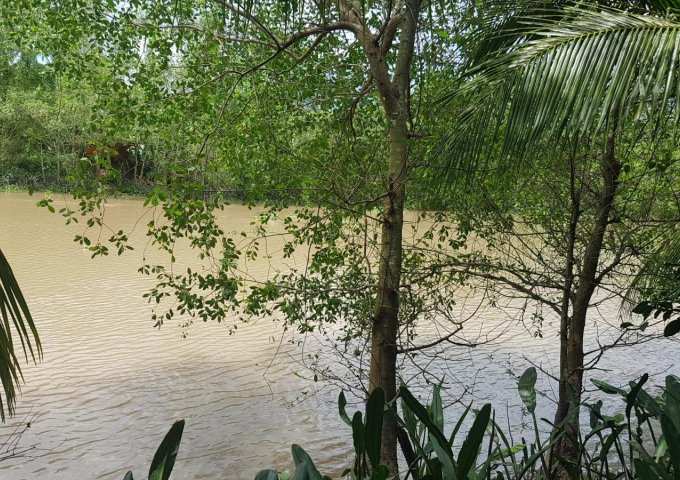 Đất vườn Bến Tre trồng bưởi da xanh ven sông Ba Lai diện tích 17000m2 có 500m2 thổ cư, nhà cấp 4