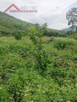 Cần bán lô đất rẫy đã trồng bưởi ở xã Thành Sơn, huyện Khánh Sơn, tỉnh Khánh Hòa