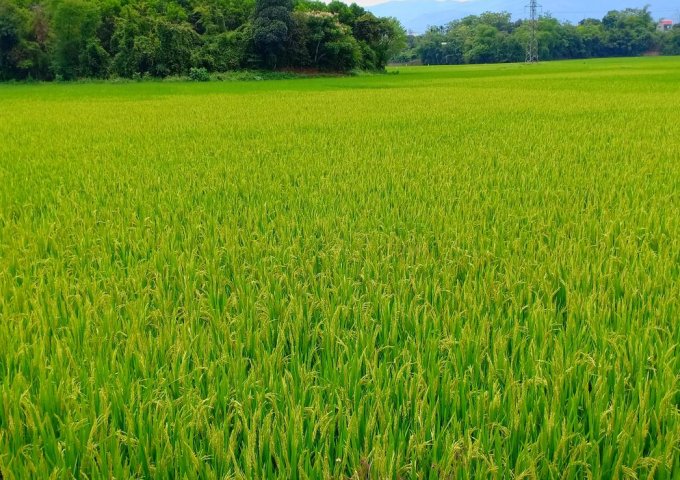 Bán đất tại Xã Hòa Sơn, Lương Sơn,  Hòa Bình diện tích 5,000m2 view cánh đồng giá rẻ