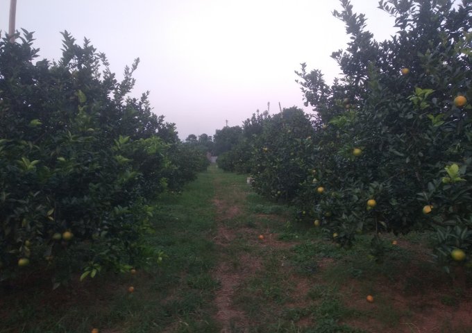  Bán đất trồng cam đang cho thu hoạch tại xã Cao Thắng, Lương Sơn, Hòa Bình, giá đầu tư
