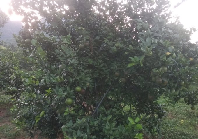  Bán đất trồng cam đang cho thu hoạch tại xã Cao Thắng, Lương Sơn, Hòa Bình, giá đầu tư