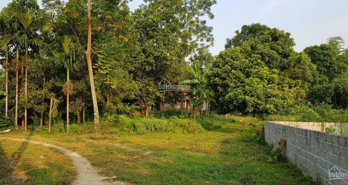 Cần bán nhanh mảnh đất làm trang trại nhà vườn Nhuận Trạch, Lương Sơn 