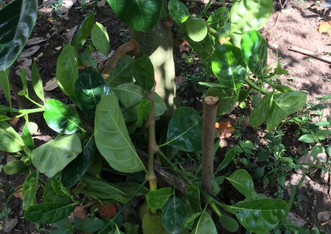 Bán nhà riêng tại Xã Long Hiệp, Bến Lức,  Long An diện tích 1,700m2  giá 6 Tỷ