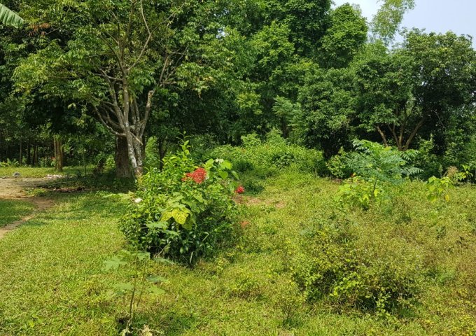 Bán gấp 2 lô đất trang trại nhà vườn nghỉ dưỡng liền kề tại Lương Sơn,Hòa Bình